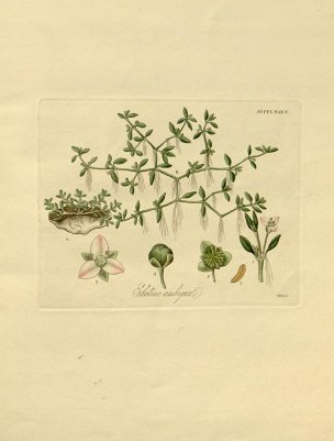 美国美术 佚名 B1000 (658)[绿色]