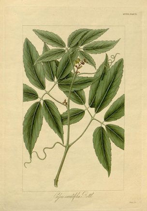 美国美术 佚名 B1000 (659)[绿色]
