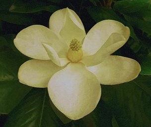美国美术 佚名 799352[花卉]