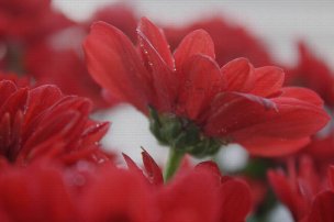 美国美术 佚名 4583764[花卉]