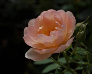 美国美术 佚名 4410920[花卉]