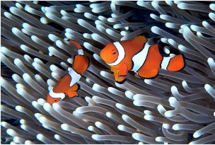 美国美术 佚名 4158437[海洋]