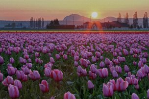 美国美术 佚名 4151371[花卉]
