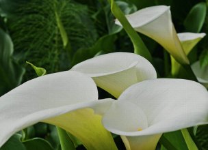 美国美术 佚名 4145465[花卉]