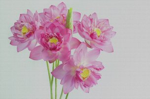 美国美术 佚名 4143400[花卉]