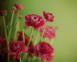 美国美术 佚名 4139537[花卉]