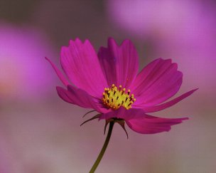 美国美术 佚名 4139135[花卉]