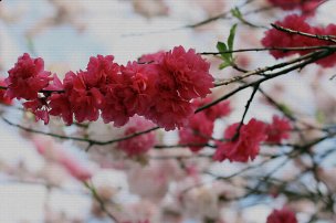 美国美术 佚名 4139503[花卉] 