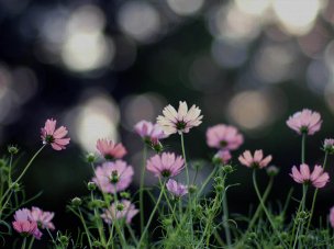 美国美术 佚名 4139134[花卉]