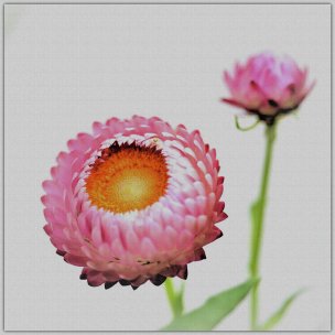 美国美术 佚名 4138900[花卉]