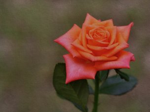 美国美术 佚名 4136484[花卉]