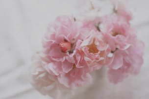 美国美术 佚名 4136350[花卉]