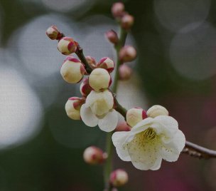 美国美术 佚名 4135571[花卉]