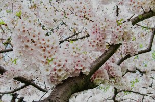 美国美术 佚名 4135197[花卉]
