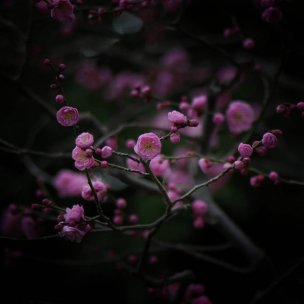 美国美术 佚名 4135568[花卉]