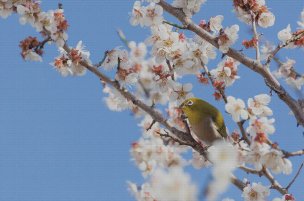 美国美术 佚名 4135322[花卉]