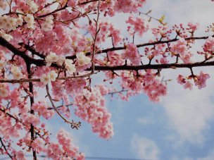 美国美术 佚名 4135072[花卉]