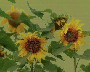 美国美术 佚名 4135472[花卉]