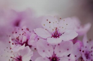 美国美术 佚名 4135331[花卉]