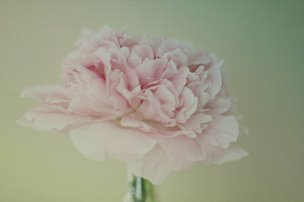 美国美术 佚名 4107402[花卉]