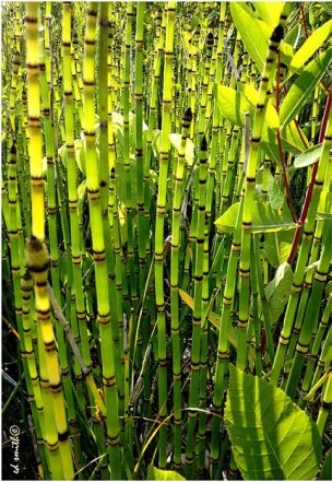 美国美术 佚名 3867531[植物]