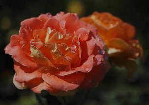 美国美术 佚名 3831175[花卉] 