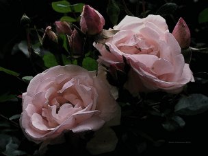 美国美术 佚名 3550164[花卉]
