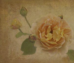 美国美术 佚名 2894481[花卉] 