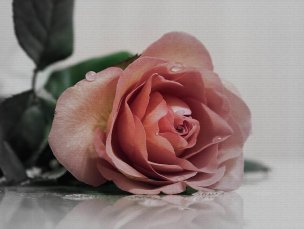 美国美术 佚名 3345207[花卉]