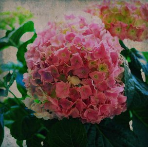美国美术 佚名 3325816[花卉] 