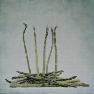 美国美术 佚名 3207627[植物]