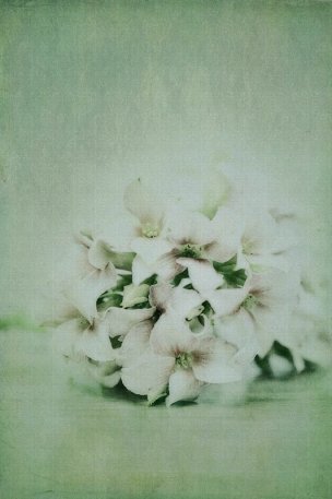 美国美术 佚名 3192938[花卉]