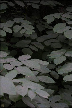 美国美术 佚名 3012394[植物] 