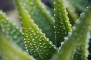 美国美术 佚名 2406549[植物] 