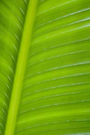 美国美术 佚名 2242019[植物]