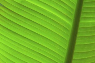 美国美术 佚名 2242045[植物]