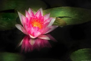 美国美术 佚名 2134159[蝴蝶]