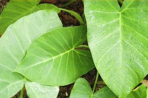 美国美术 佚名 2060539[植物] 