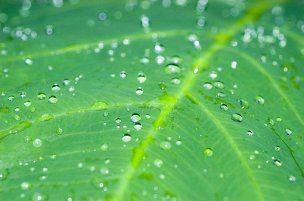 美国美术 佚名 2060536[植物] 