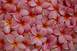 美国美术 佚名 2013725[花卉] 