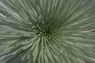 美国美术 佚名 2011634[植物]