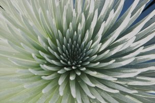 美国美术 佚名 1394800[植物] 