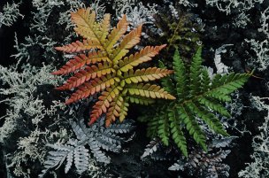 美国美术 佚名 1394806[植物] 