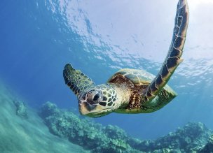 美国美术 佚名 1378474[海洋]