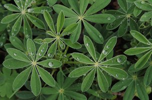 美国美术 佚名 1378252[植物]
