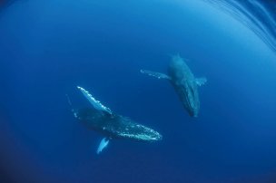 美国美术 佚名 1378204[海洋]