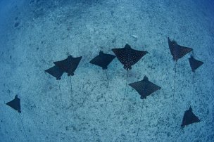 美国美术 佚名 1371809[海洋]