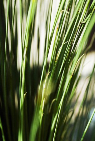 美国美术 佚名 1366675[植物] 