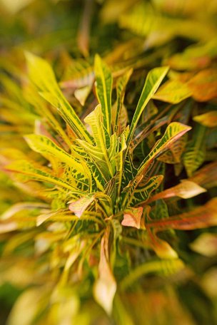 美国美术 佚名 1366651[植物] 