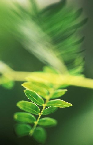 美国美术 佚名 1366664[植物] 